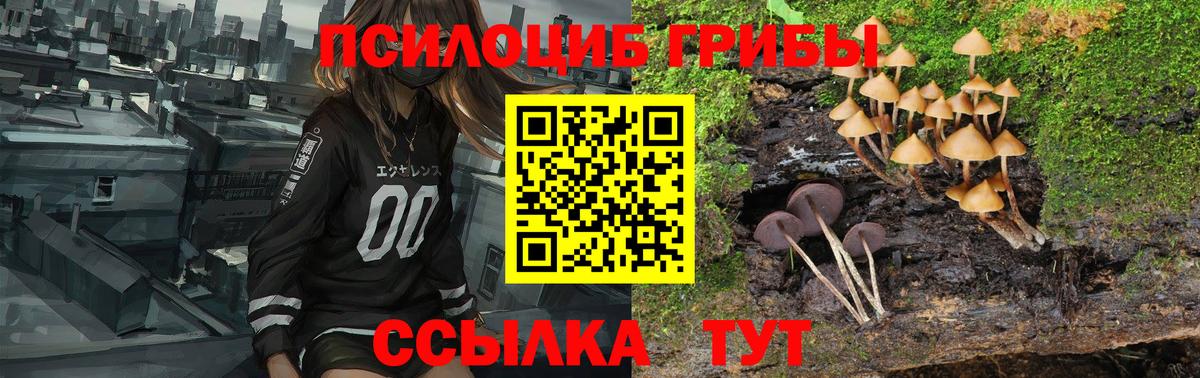 Сунжа  Псилоцибиновые грибы Psilocybe  Вход с VPN  Псилоцибиновые грибы Magic Shrooms 